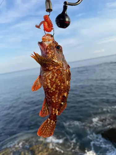 カサゴ
