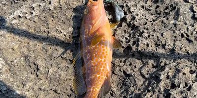 キジハタ