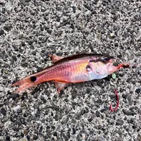ネンブツダイ