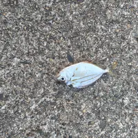 ヒイラギ