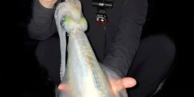 アオリイカ