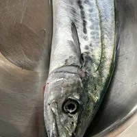 サワラ