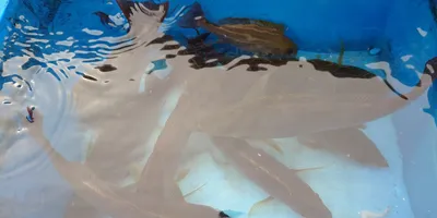 イサキ