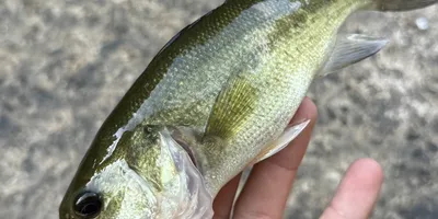 ブラックバスの釣果写真