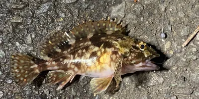 カサゴ