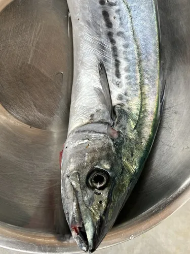 サワラの写真