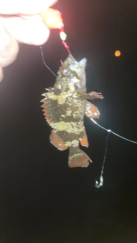 カサゴ