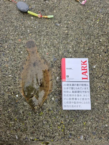 マコガレイ