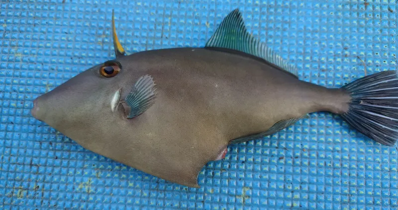 カワハギ