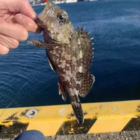 カサゴ