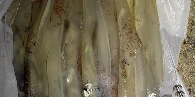 ヤリイカの釣果写真