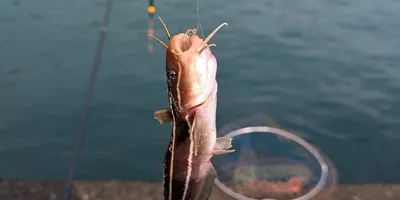 ゴンズイの写真