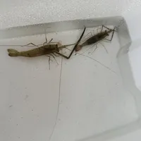 テナガエビ