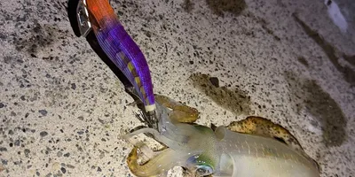 アオリイカ
