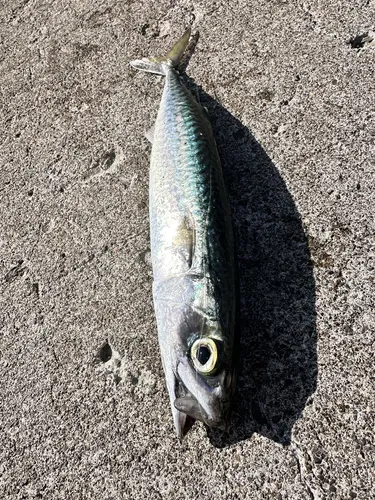 マサバ
