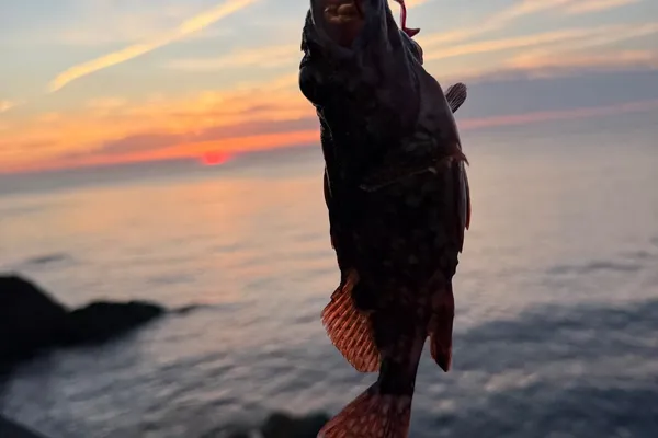 カサゴ