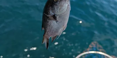スズメダイ