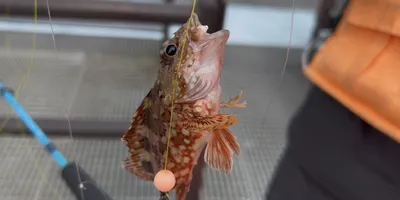 カサゴ