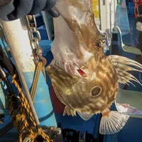マトウダイ