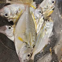 ヒイラギ