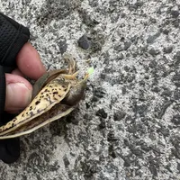 バイガイ