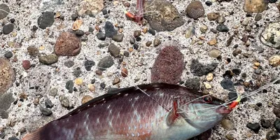 ササノハベラの釣果写真