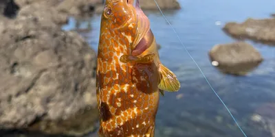 キジハタ