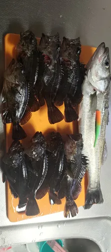 スズキ