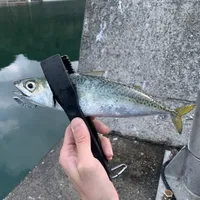 マサバ