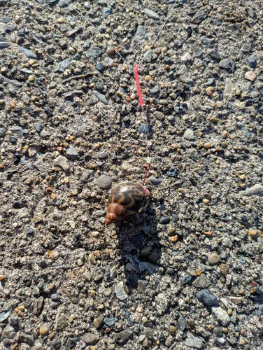 ツメタガイ