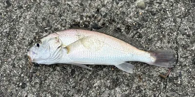 ニベの釣果写真