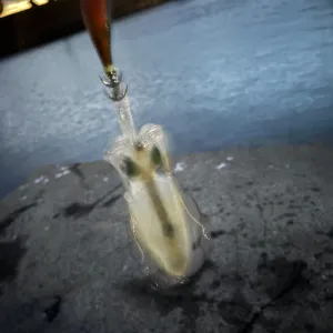 アオリイカ