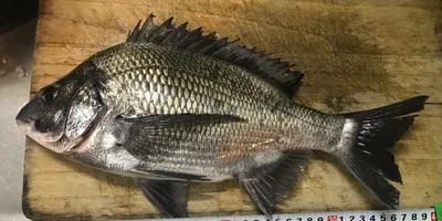 クロダイ