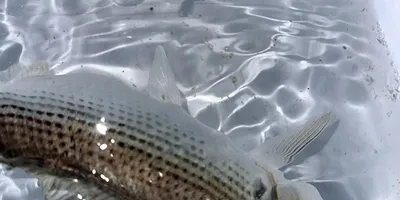 コノシロ
