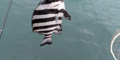 イシダイ