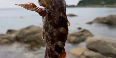 カサゴ