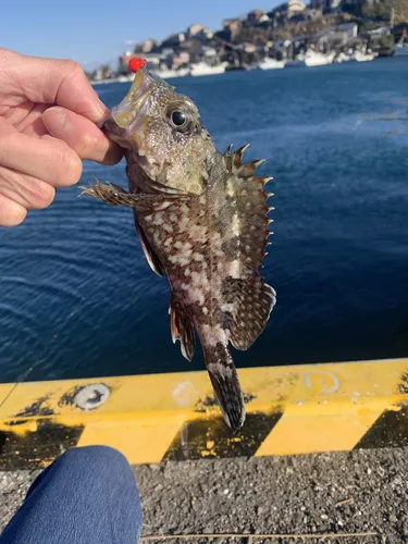 カサゴ