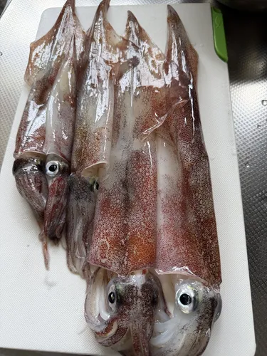 ヤリイカ