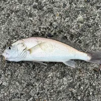 ニベ