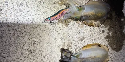 アオリイカ