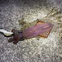 ケンサキイカ