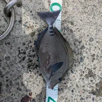 ニザダイ