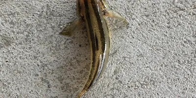 チチブ