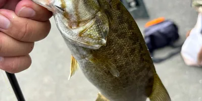 スモールマウスバスの釣果写真