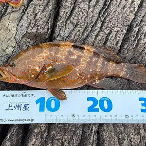 キジハタ