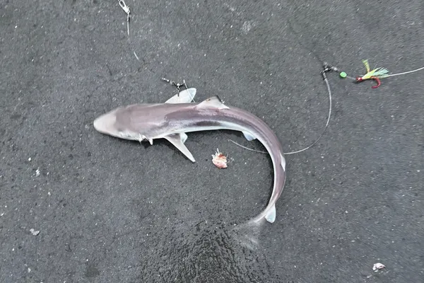 アブラツノザメ