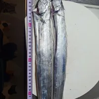 タチウオ