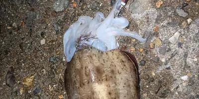 コウイカの釣果写真
