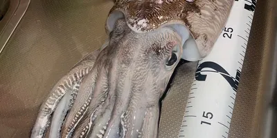 モンゴウイカ