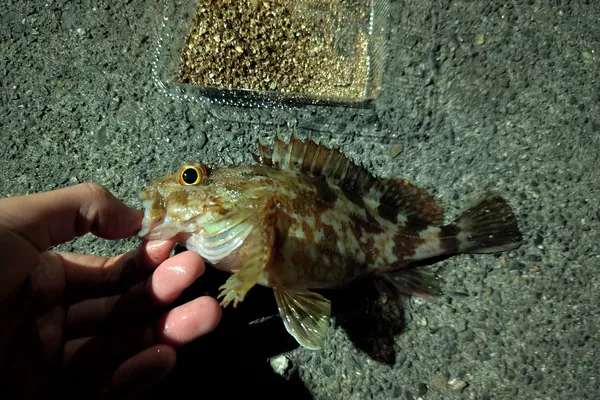 カサゴ